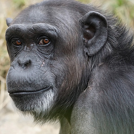 Meeting Jane Goodall’s Chimps